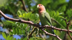 Agapornis roseicollis