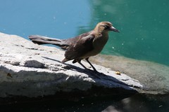 Quiscalus mexicanus