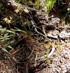 Triteleia ixioides anilina
