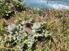 Cirsium occidentale compactum