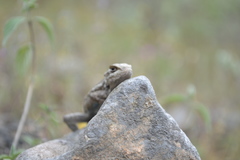 Sceloporus olivaceus