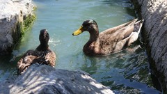 Anas platyrhynchos