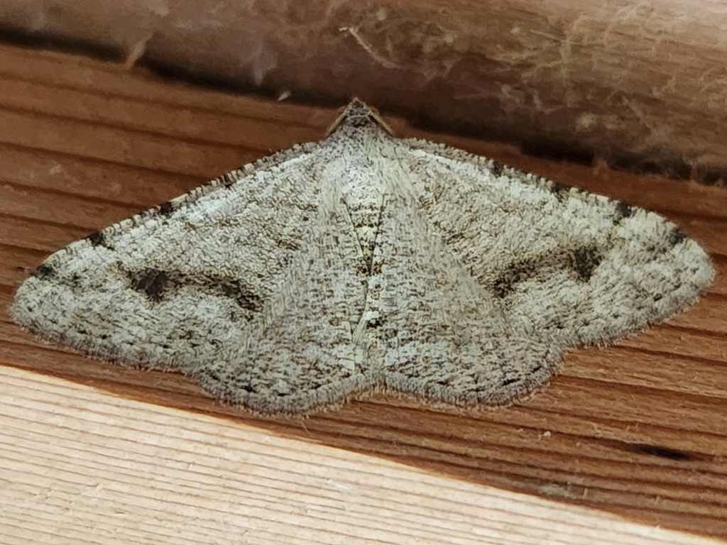 Digrammia pictipennata