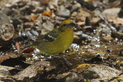 Piranga bidentata flammea