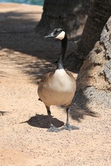 Branta canadensis