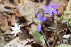Hepatica acutiloba
