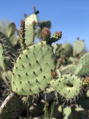 Opuntia oricola