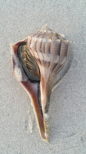 Lightning Whelk