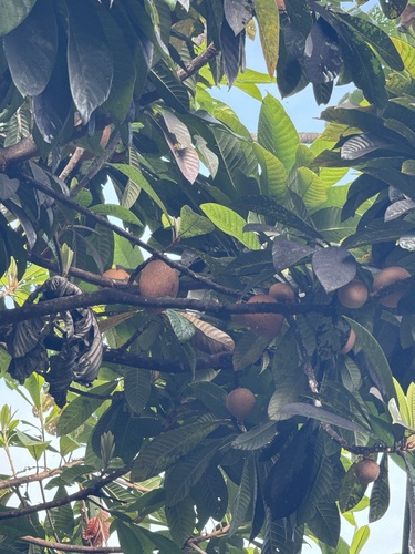 Pouteria sapota - Whole tree