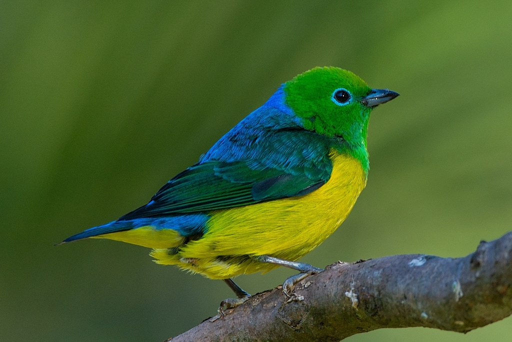 Blue-naped Chlorophonia from Associação Sabesp on July 30, 2021 by ...