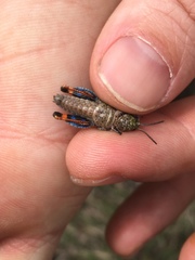 Pardalophora phoenicoptera