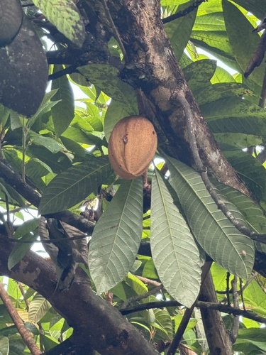 Pouteria sapota - Leaves