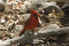 Cardinalis cardinalis mariae