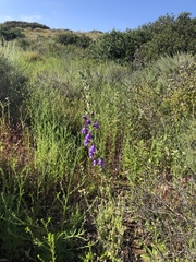 Delphinium hesperium