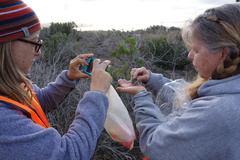 Peromyscus fraterculus