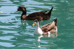 Anas platyrhynchos domesticus