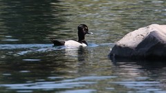Aythya collaris