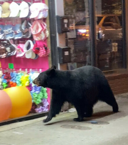 American Black Bear photographed in Tennessee