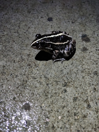 Black-spotted Frog