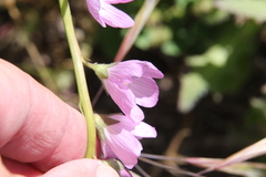 Sidalcea sparsifolia