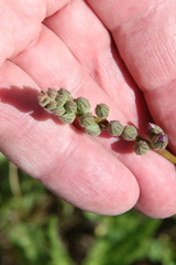 Sidalcea sparsifolia