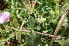 Sidalcea sparsifolia
