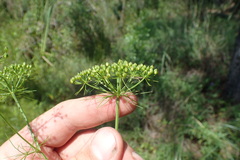 Ptilimnium capillaceum