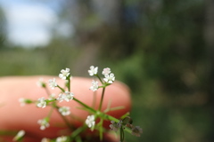 Ptilimnium capillaceum