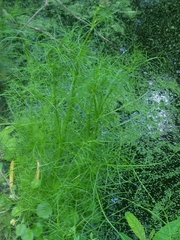 Ptilimnium capillaceum