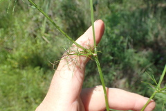 Ptilimnium capillaceum