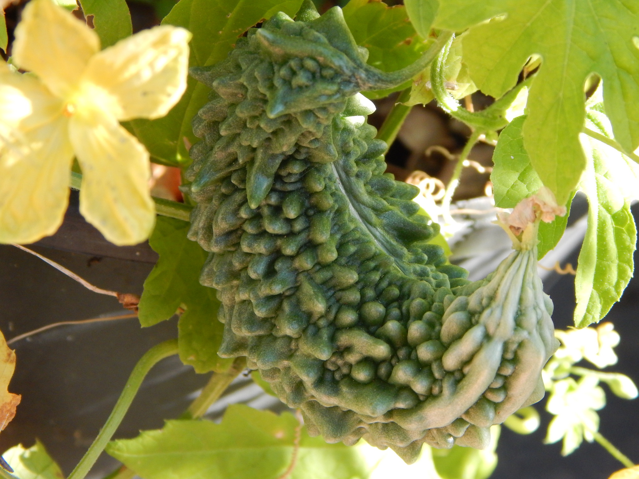 Momordica charantia