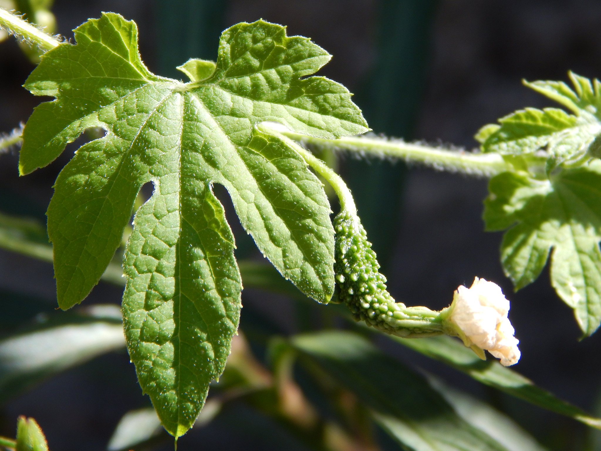 Momordica charantia