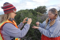Peromyscus fraterculus