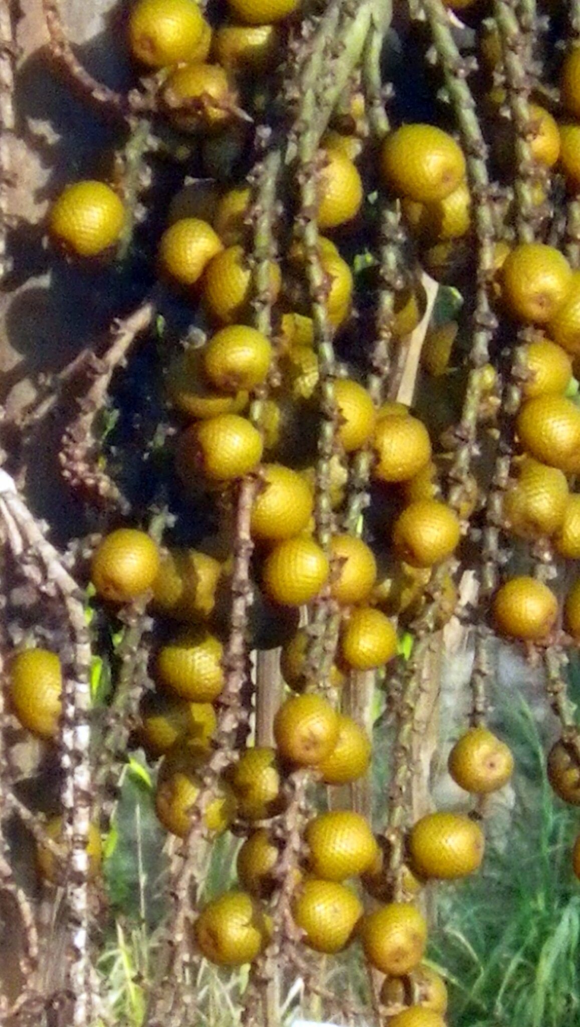 Mauritia flexuosa