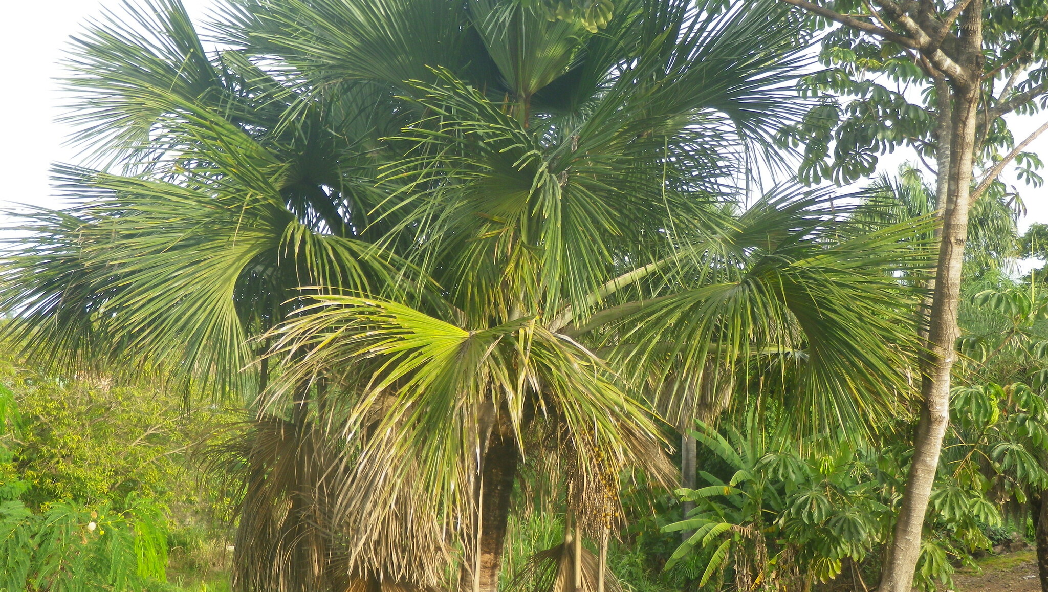 Mauritia flexuosa