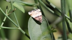 Cobubatha dividua
