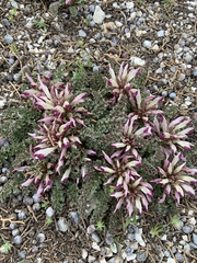 Pedicularis centranthera