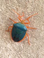 Edessa rufomarginata