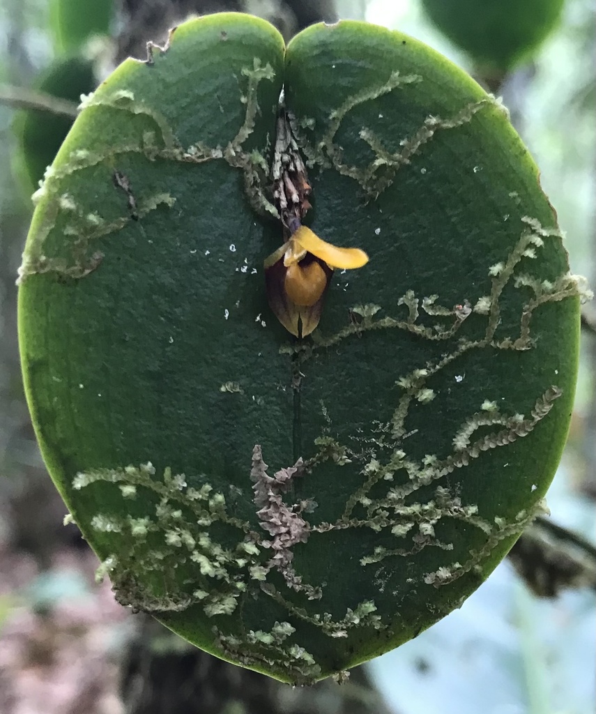 Acianthera discophylla