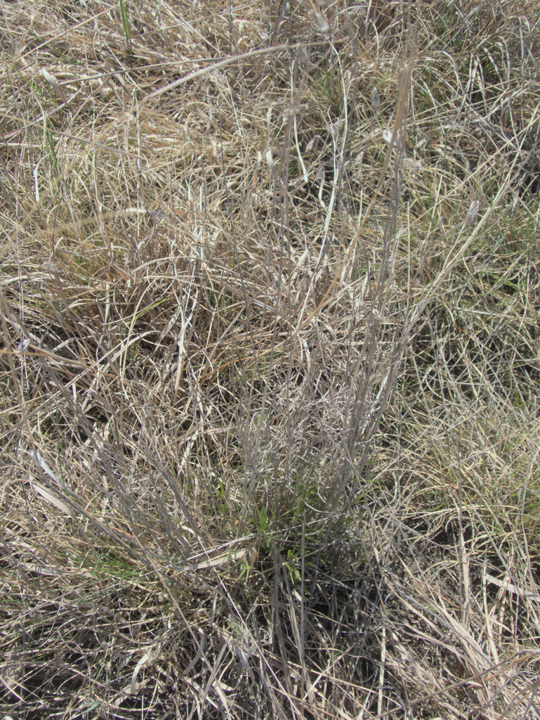 flowering plants from Division No. 12, Manitoba, Canada on May 9, 2024 ...