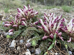 Pedicularis centranthera