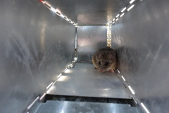 Peromyscus fraterculus