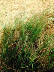Agrostis hallii