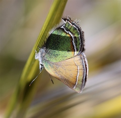 Callophrys mcfarlandi