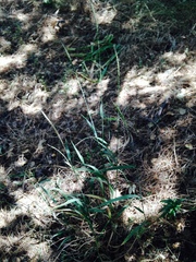 Elymus glaucus glaucus