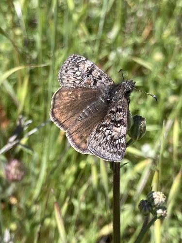 iNaturalist observation photo of Propertius Duskywing