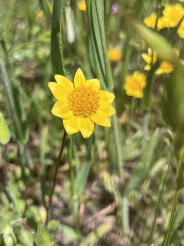 iNaturalist observation photo of goldfields