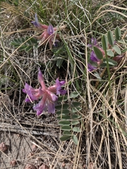 Astragalus shortianus