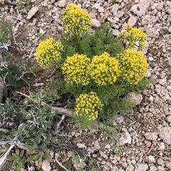 Lomatium foeniculaceum