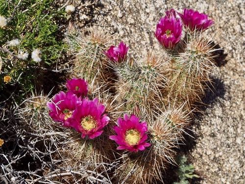 iNaturalist observation photo of Echinocereus engelmannii engelmannii